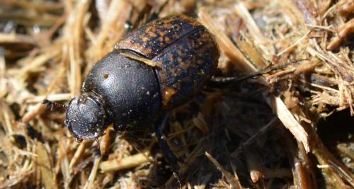 Onthophagus fracticornis